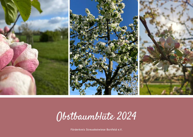 Obstbaumblüte