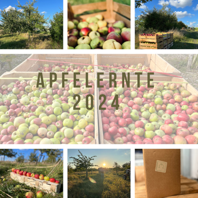 Apfelernte 2024