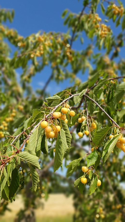 Dönissens gelbe Knorpelkirsche