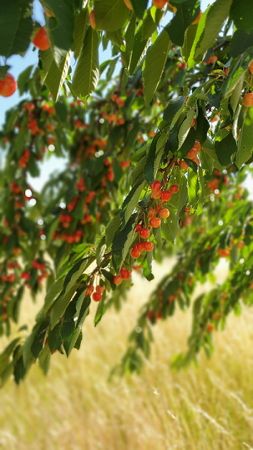 Große Prinzessinnenkirsche