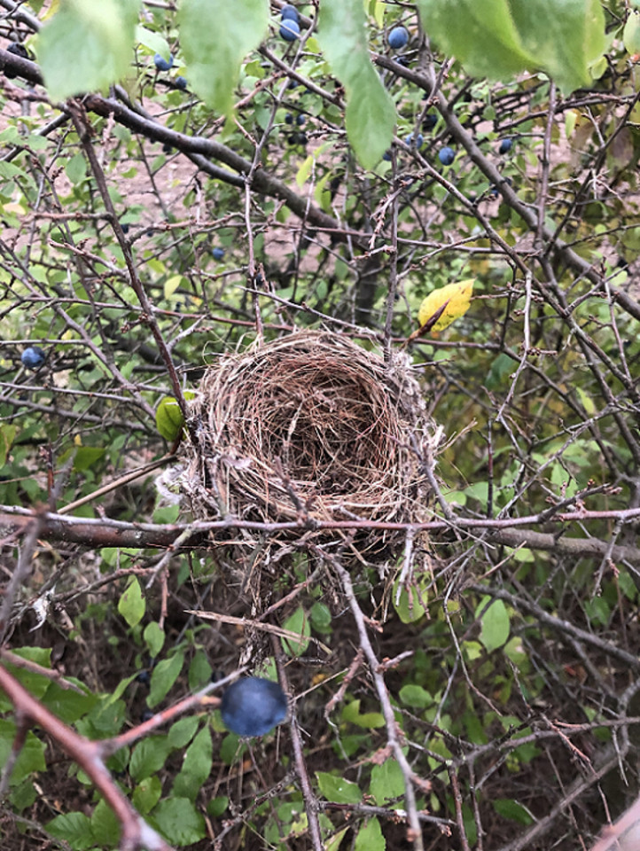 Hecke mit Nest