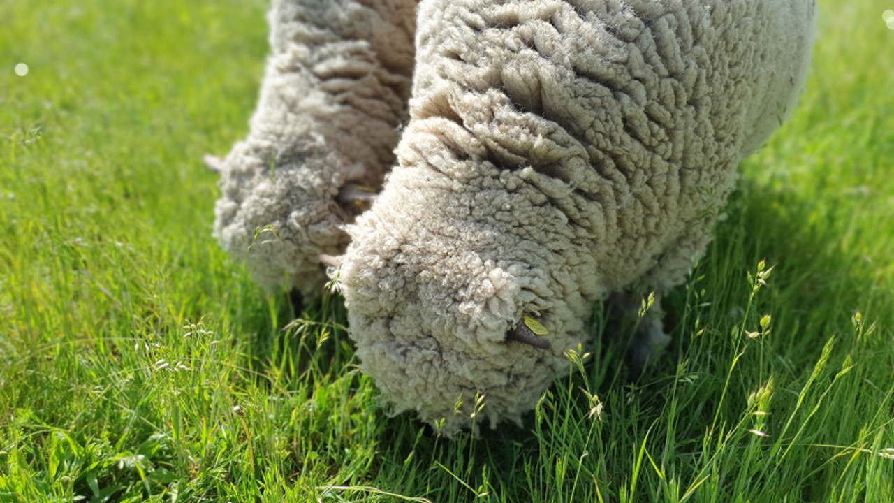 die Shropshire-Schafe Pietsch und Töffel