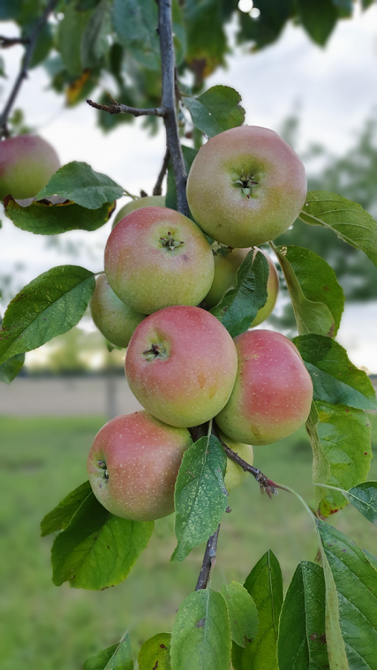 Schöner von Nordhausen