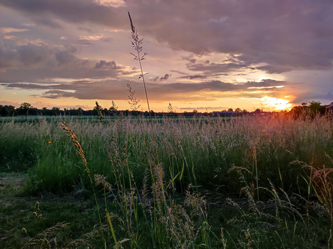 Sonnenuntergang Streuobstwiese