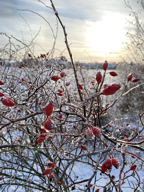 Hagebutte im Winter