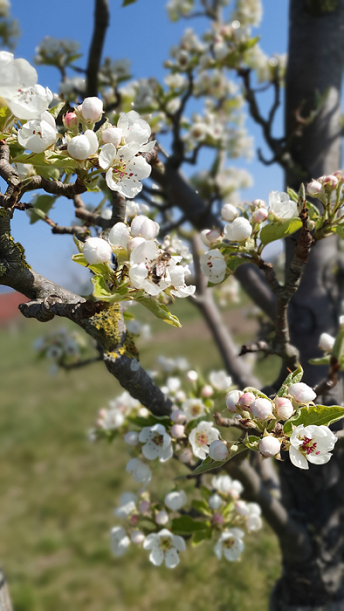 Zeigerpflanzen Erstfrühling