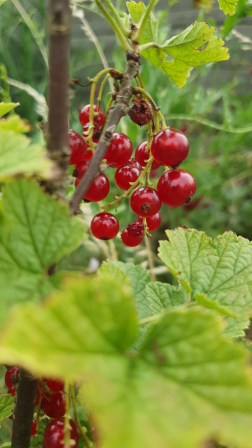 Zeigerpflanze Hochsommer